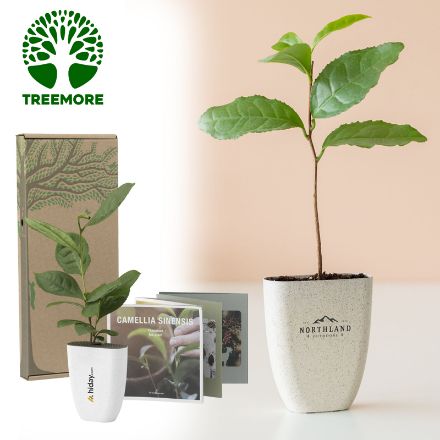 treemore brievenbusboompjes koffieboom