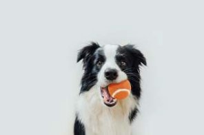 Honden spelen graag met een balletje