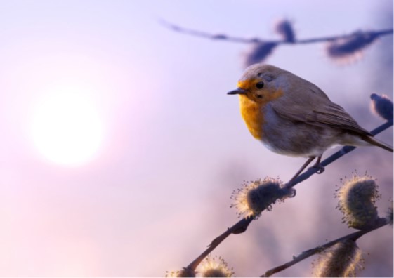 Roodborstje in de winter